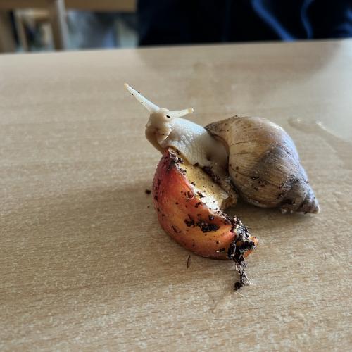 Schnecke