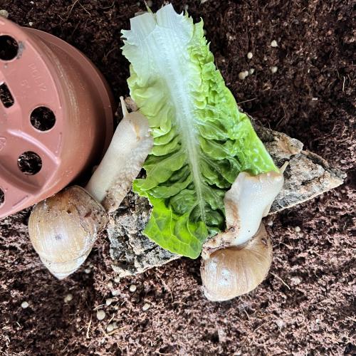 Schnecke
