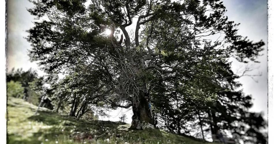 Baum